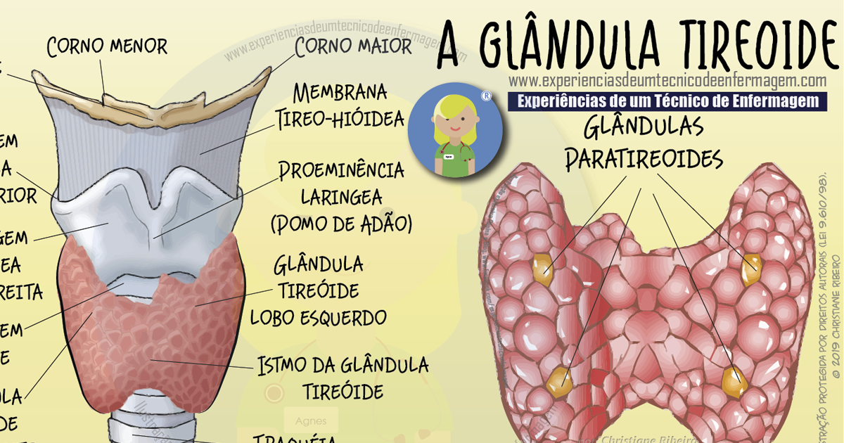 A Glândula Tireoide
